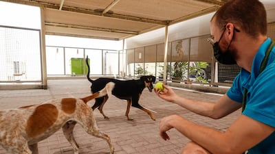 A volunteer plays with dogs at the K9 Friends shelter in Dubai. Reuters