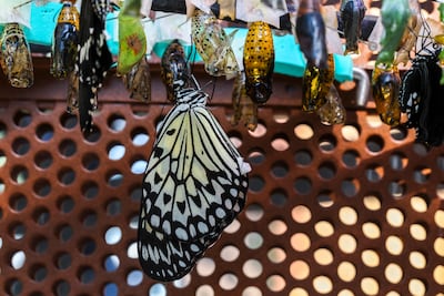 The life cycle of a butterfly offers a powerful metaphor for personal transformation. Victor Besa / The National