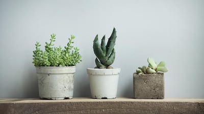 Greener succulents tend to thrive indoors, while orange and purple ones prefer an outdoor setting. iStockphoto.com
