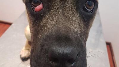 A dog found abandoned with terrible injuries on Yas Island is believed to be evidence of a local fighting ring, according to vets. Courtesy Animal Welfare Abu Dhabi