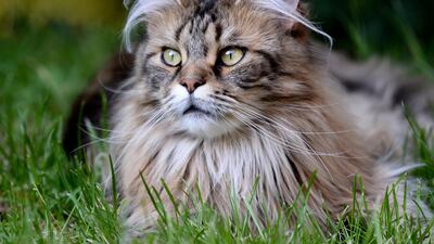 Cats as well as dogs are at risk for food allergies much like their human counterparts. Sascha Steinbach / EPA