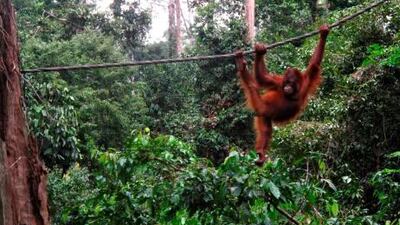 An orang-utan plays in its natural environment. Sepilok Orangutan Rehabilitation Centre, a non-profit organisation near Sandakan, Borneo, rescues orphaned orang-utans and trains them to live in the wild.
