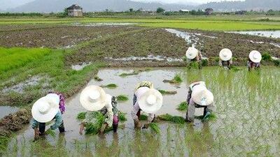 Career opportunities in China's agriculture sector are diversifying as small plots previously managed by peasants are being amalgamated into larger business ventures. Andrew Wong / Reuters