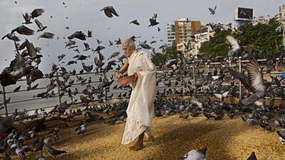 An Indian man feeds pigeons in Mumbai, India. Bernat Armangue / AP