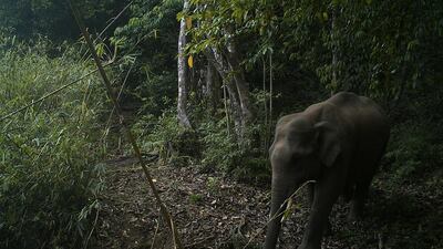 A young elephant at Sai Sanctuary. Courtesy Sai Sanctuary