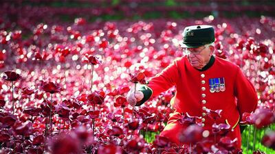 Chelsea Pensioner Albert Willis plants a poppy at the Blood Swept Lands and Seas of Red evolving art installation at the Tower of London on October 9 in London. 888,246 poppies were planted in the moat by volunteers. Each poppy represents a British or Colonial fatality in the First World War. The poppies are for sale with 10 per cent plus all net proceeds going to six service charities. Chris Jackson / Getty Images