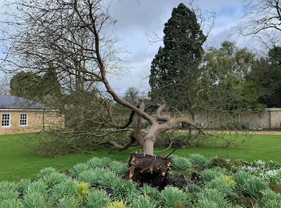Cambridge University Botanic Garden said the 'strong winds proved too much'. PA