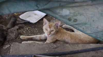 A reader praises Dubai’s plan for a Dh2 million park for stray cats. Lee Hoagland / The National