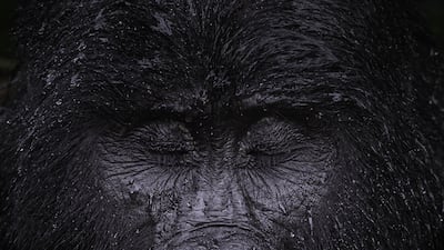 Reflection by Majed Ali, showing the moment Kibande, an almost-40- year-old mountain gorilla, closes its eyes in the rain in Uganda, won Wildlife Photographer of the Year: Animal Portraits Award. Majed Ali / Wildlife Photographer of the Year
