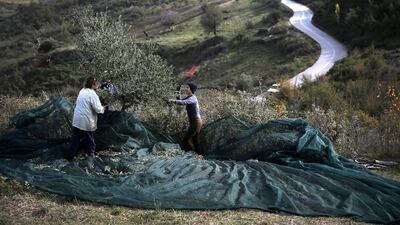 A worker collects olives with relatives at a family grove in Kalo Pedi west of Athens. Greece is the world’s third-biggest olive oil producer but is losing ground to leaders Spain and Italy. Petros Giannakouris / AP Photo