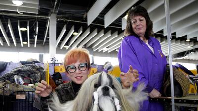 A dog is groomed at the Westminster Kennel Club Dog Show, Monday, Feb. 11, 2019, in New York. (AP Photo/Nat Castaneda)