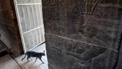 A cat walks beside Egyptian hieroglyphs carved for "Hapi" God of the Nile on the wall at Temple of Philae in Aswan, Egypt. Reuters