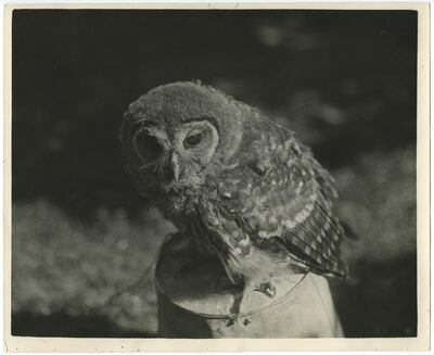 See the exhibition Sand, featuring works by artists including Daniel Gustav Cramer (pictured, a detail of Owl). Grey Noise
