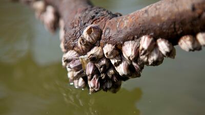 Marine life attaches itself to a mangrove branch just above the water in the Eastern Mangroves near the East Road. (Silvia Razgova/The National)