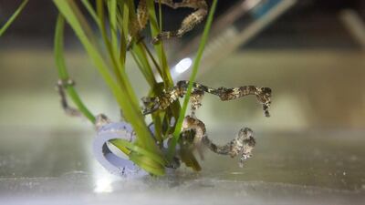 A short video has captured the moment that a three-month long snout seahorse, known as Hippocampus redii, met its six-month old cousin. Courtesy Atlantis The Palm