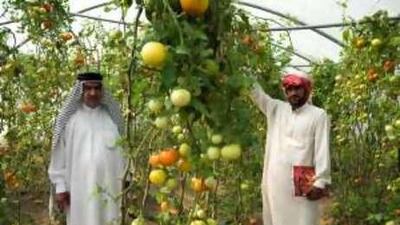 Karim Hilal, left, and his son Saleem in one of their new greenhouses south of Baghdad.