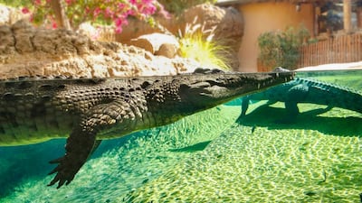 A mugger crocodile at Al Ain Zoo recently reached the ripe old age of 34 and is still going strong. Photo: Al Ain Zoo