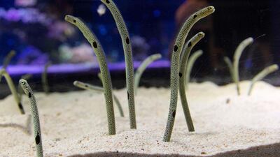 A Japanese aquarium closed during the coronavirus outbreak is asking people to make video calls to their eels so the sensitive creatures remember humans exist. AFP via The Sumida Aquarium
