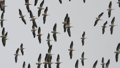 A flock of migrating pelicans flies over mountains surrounding the village of Joun south of Beirut. AFP