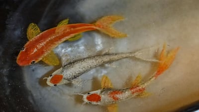 A painting on a mussel shell by Turkey's micro artist Hasan Kale