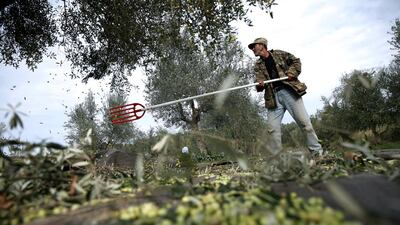Greece is the world’s third-biggest olive oil producer but has been losing ground to leaders Spain and Italy where farmland is flatter and increasingly mechanised. Petros Giannakouris / AP Photo