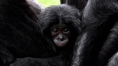 A newborn bonobo baby clings to its mother in the enclosure at the Zoo in Cologne, Germany. EPA