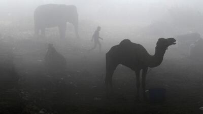 A man walks past a camel and an elephant tethered under a flyover on a cold foggy morning in New Delhi. Money Sharma / AFP