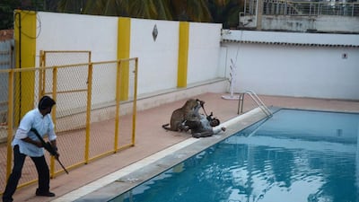 In this photograph taken on February 7, a leopard attacks a man identified by Indian media as wildlife conservationist Sanjay Gubbi at a private school on the outskirts of Bangalore. The leopard, which recently attacked five people in southern India, has escaped from a zoo, sparking a frantic search for the big cat. AFP / STR