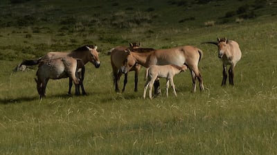 The Przewalski’s horse was practically extinct in the 1970s because of competition with livestock, hunting and intrusion into their habitat. AFP