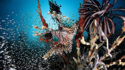 Lionfish, once a rarity in the Mediterranean, are now flourishing – and their presence is harming the ecosystem. Fabio Giungarelli