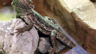 The bearded dragon in The Walkabout at The Green Planet, Dubai. Chris Whiteoak / The National