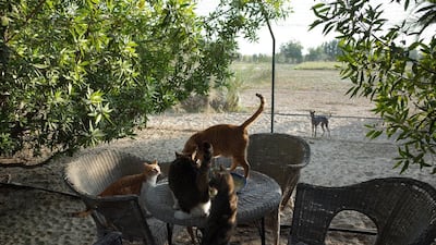 Cats at the Bahya sancutary in Bahya are in a fenced off area where only the cats are allowed to freely roam. Delores Johnson / The National