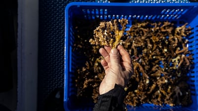 However, corals found in UAE waters are the most thermally resistant in the world, says Mr Owen. Antonie Robertson / The National