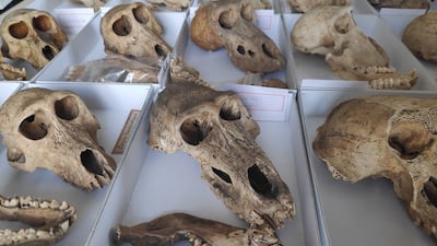 Ancient Egyptian baboons exhibited metabolic bone diseases, linked to dietary deficiencies and limited sunlight, a study has revealed. Photo: Bea De Cupere