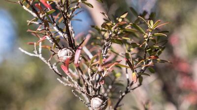 A manuka tree at an apiary in the New South Wales town of Somersby. AFP