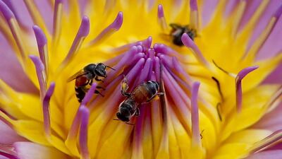 Dwarf honey bees drinking nectar from a lotus flower in Bangkok, Thailand. Diego Azubel / EPA
