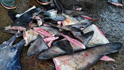 Large shark populations are declining globally and many species are threatened with extinction. AFP