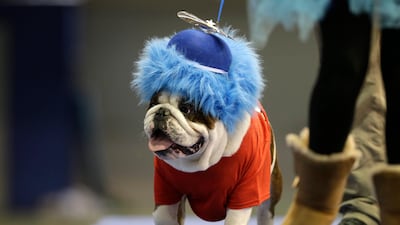 Capone Sabotage, owned by Brad Knudson, of Center Point, Iowa, struts his stuff at the Beautiful Bulldog at Drake University in Des Moines.