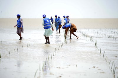 UN climate talks have heard that planting mangroves, as seen here in Pakistan, is a way to store carbon, protect coastlines and restore habitats. EPA