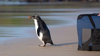 A Fiordland penguin is released back into the ocean on Phillip Island, south of Melbourne. AFP