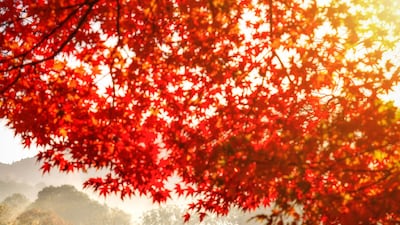 Kyujin Jeong, South Korea, second place, National Awards, Sony World Photography Awards 2023