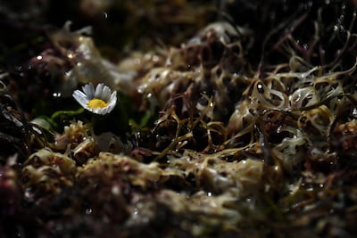 Seaweed harvesting is making a comeback in Ireland and other parts of the world. Reuters