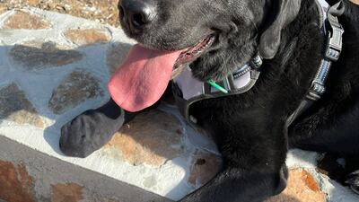 Bill went missing a little under two weeks ago, after the garage door was left open and the door linking to the garden was left unlocked.