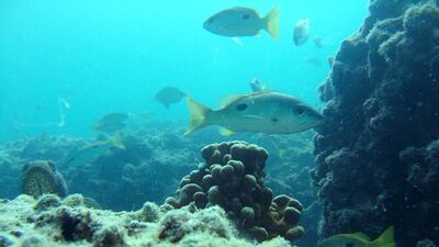 Coral reefs of Al Yasat Marine Protected Area in Abu Dhabi. Photo: Environment Agency Abu Dhabi