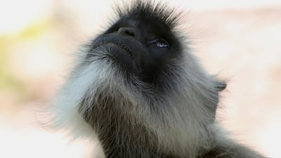 A black monkey (Langoor) looks up at the Van Vihar National Par in Bhopal, India. EPA