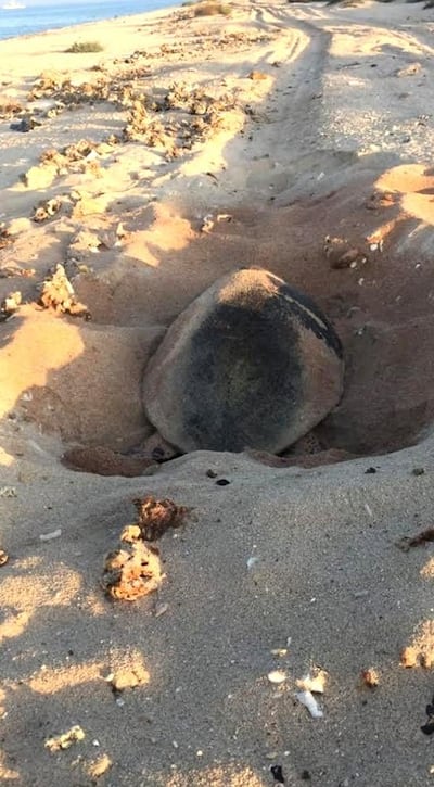 Biologists have identified 63 nests of hawksbill turtles at Sir Bu Nair Island.