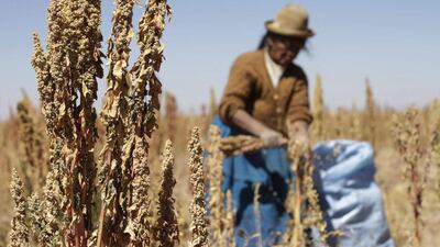 A woman harvests quinoa plants in Tarmaya, Bolivia. The plant has exploded in popularity in many countries thanks to its nutritional value. David Mercado / Reuters