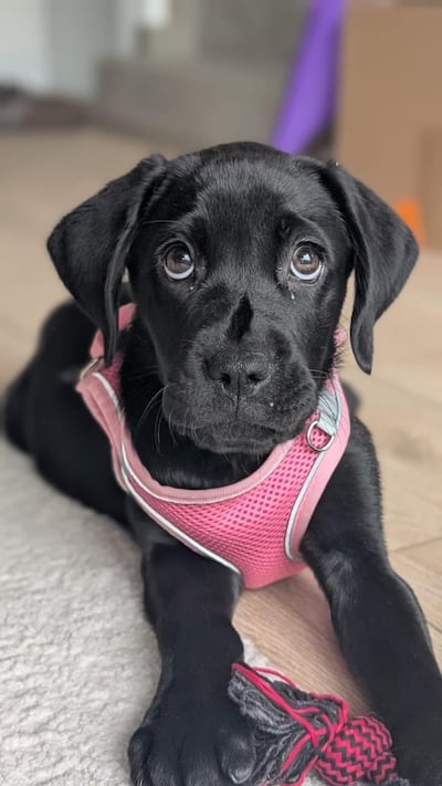 Textbook puppy-dog eyes. Farah Andrews / The National