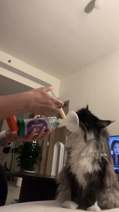 Tarryn Moeke's cat, Penelope, who needs steroids delivered through an inhaler to control her asthma. Photo: Tarryn Moeke