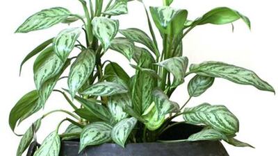 The One's Trio planter is made from recycled tyres.